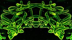 a microscope image of bacteria that has been mirrored